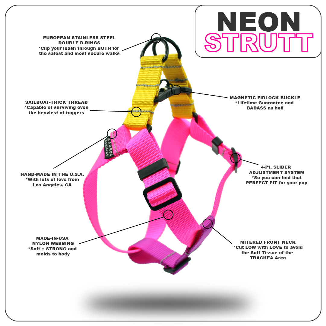 Pink Neon MAGNUS Canis strutt french bulldog harness image with product descriptions for all details and trims.