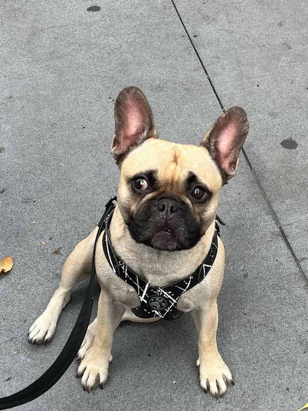 A masked fawn french bulldog wearing the MAGNUS Canis tugger harness spatter in black tide.