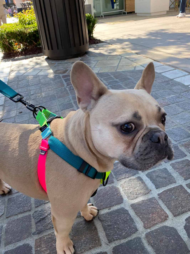 A cream french bulldog wearing the MAGNUS Canis strutt harness in color neon jam.