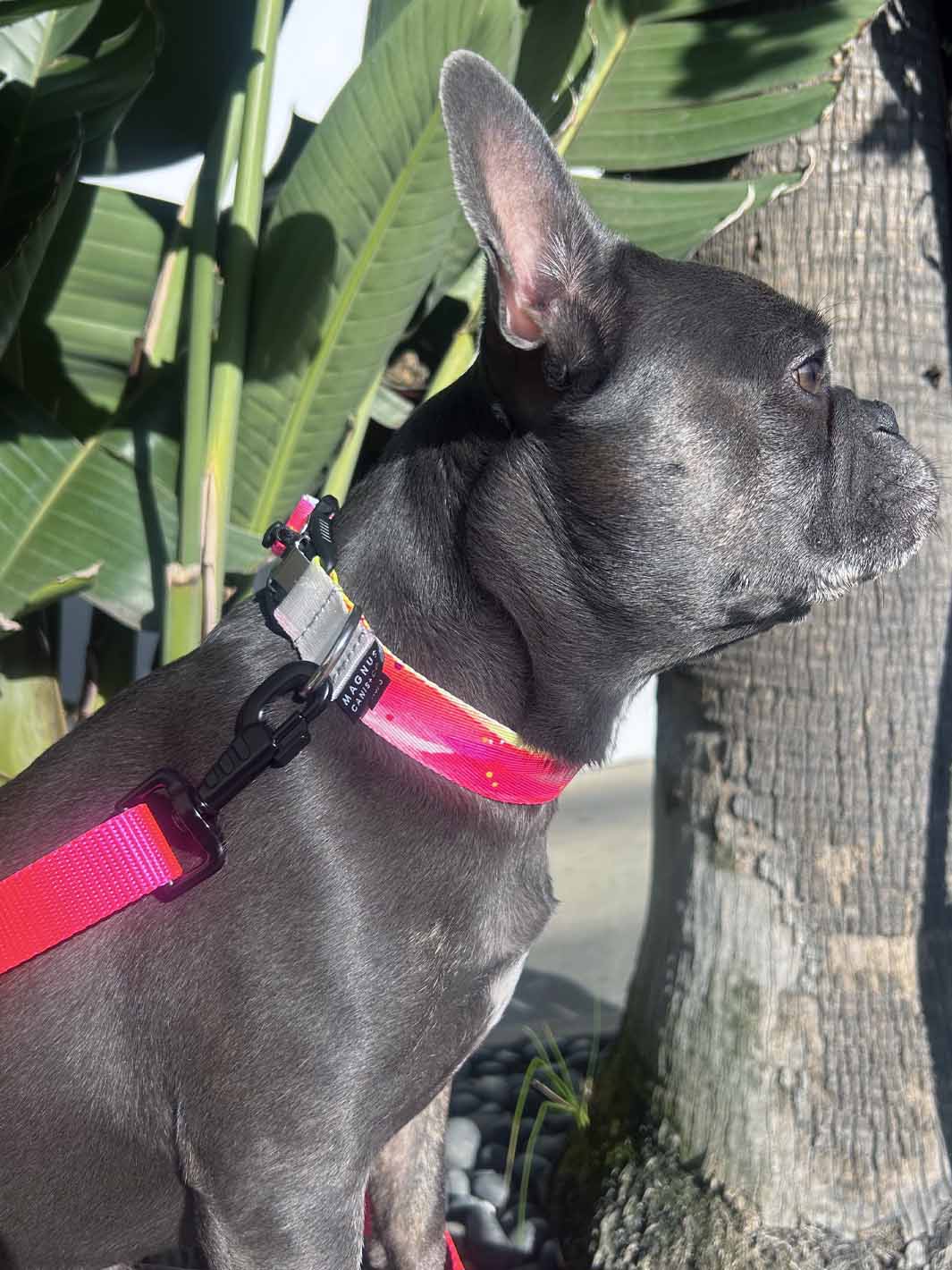 A cute french bulldog wearing a pink and yellow hand painted dog collar.