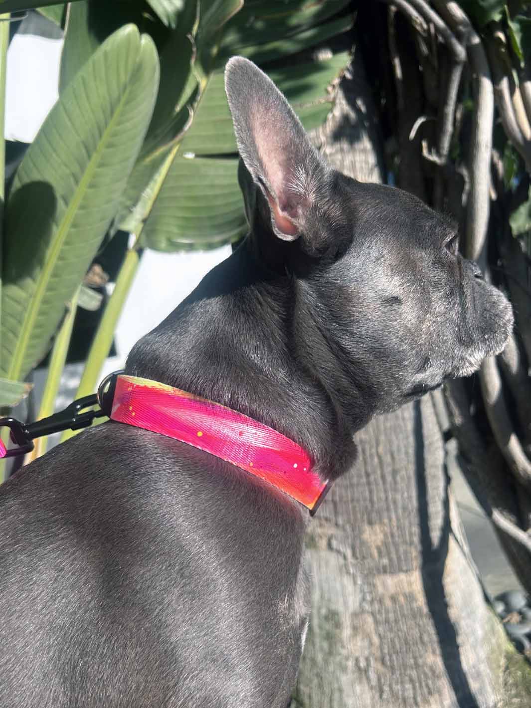 The reverse side of a bright pink and silver nylon dog collar by MAGNUS Canis.