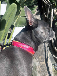 The reverse side of a bright pink and silver nylon dog collar by MAGNUS Canis.
