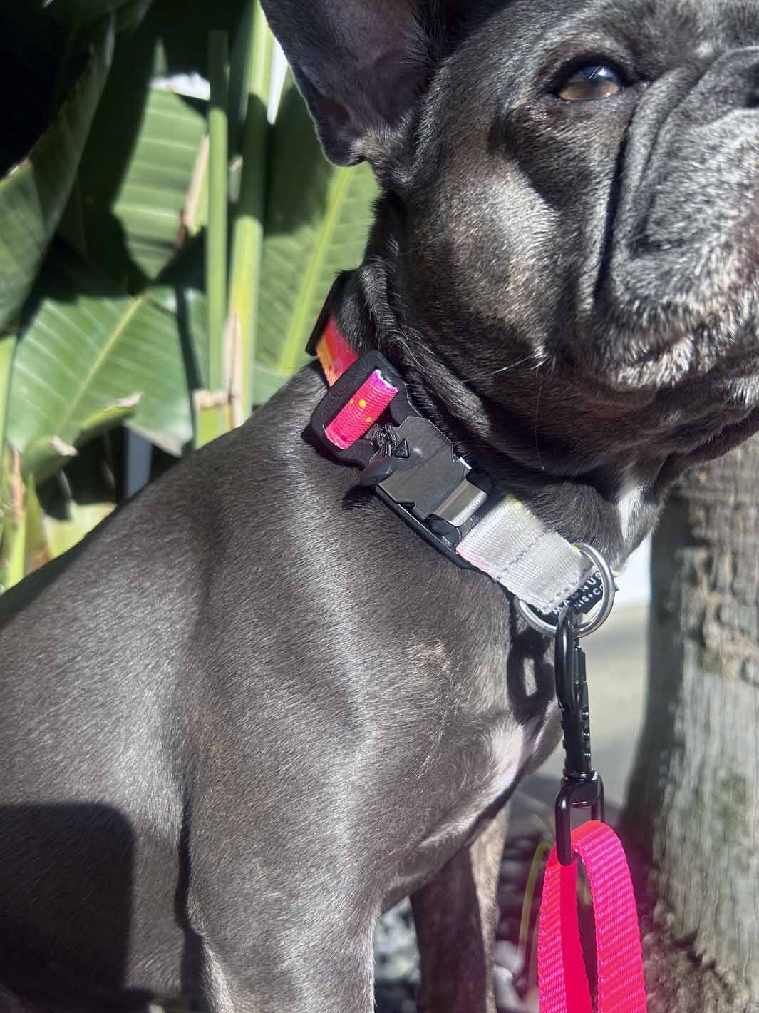 A german technology magnetic buckle close up on a nylon dog collar.