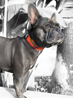 A blue frenchie wearing a brightly hand painted dog collar by MAGNUS Canis.