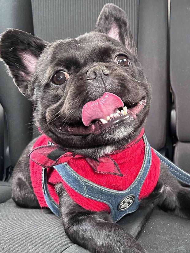 A smiling black furry french bulldog wearing the MAGNUS Canis tugger harness in blue denim.