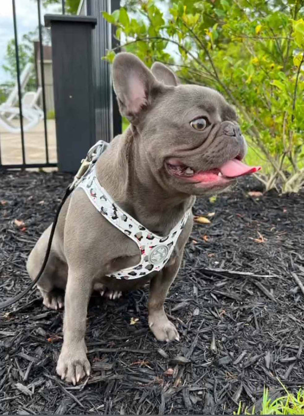 A blue french bulldog wearing the MAGNUS Canis tugger harness in snow leopard pattern.