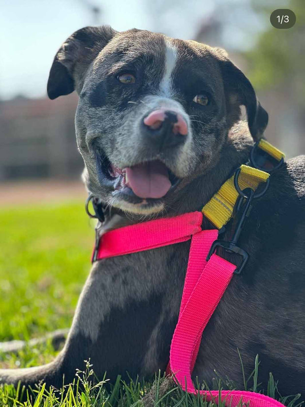 A merle pitbull mix dog wearing the pink neon strutt french bulldog harness in sixe xl.