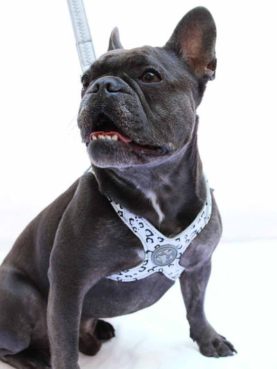 The TUGGER Harness - 'SNOW LEOPARD' HAND-PAINTED