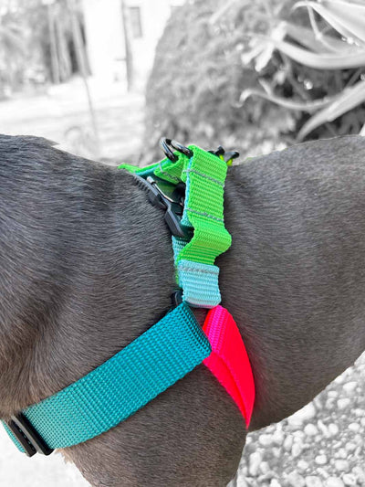 The STRUTT Harness - 'NEON'