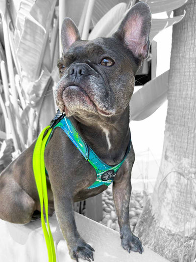 A cute blue brindle bulldog sitting on a wall wearing a MAGNUS Canis dog harness.