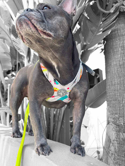 Brindle frenchie looking up to the left while wearing a hand painted vegan leather dog harness.