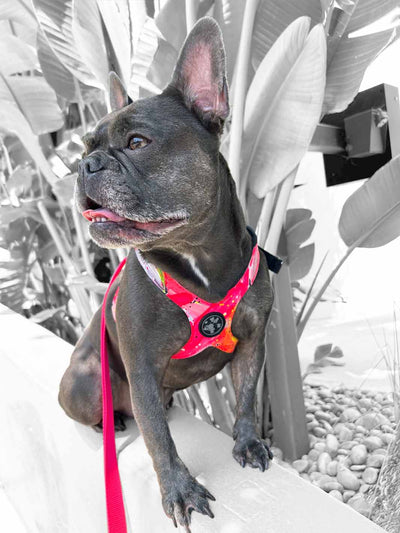 Cute french bulldog puppy wearing a hand painted harness.