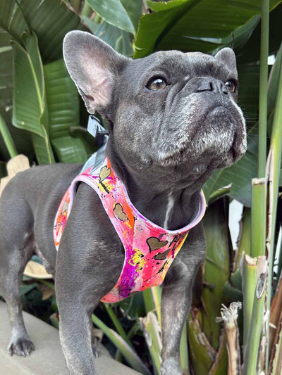cute blue french bulldog wearing hand painted vest harness by MAGNUS Canis.
