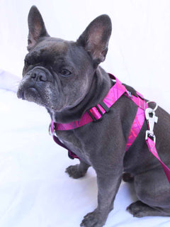 The WANDERLUXE Harness - 'SPATTER'