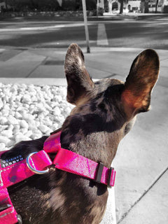 The WANDERLUXE Harness - 'SPATTER'