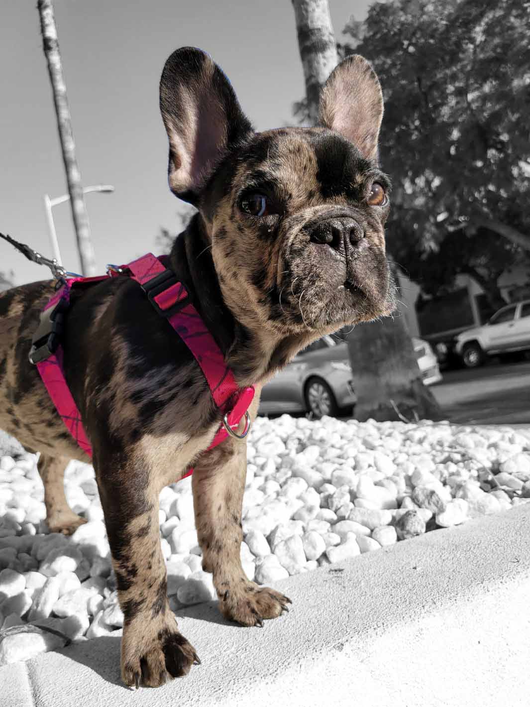 The WANDERLUXE Harness - 'SPATTER'