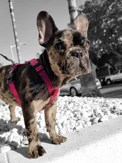 The WANDERLUXE Harness - 'SPATTER'