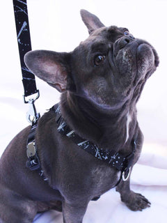 The WANDERLUXE Harness - 'SPATTER'