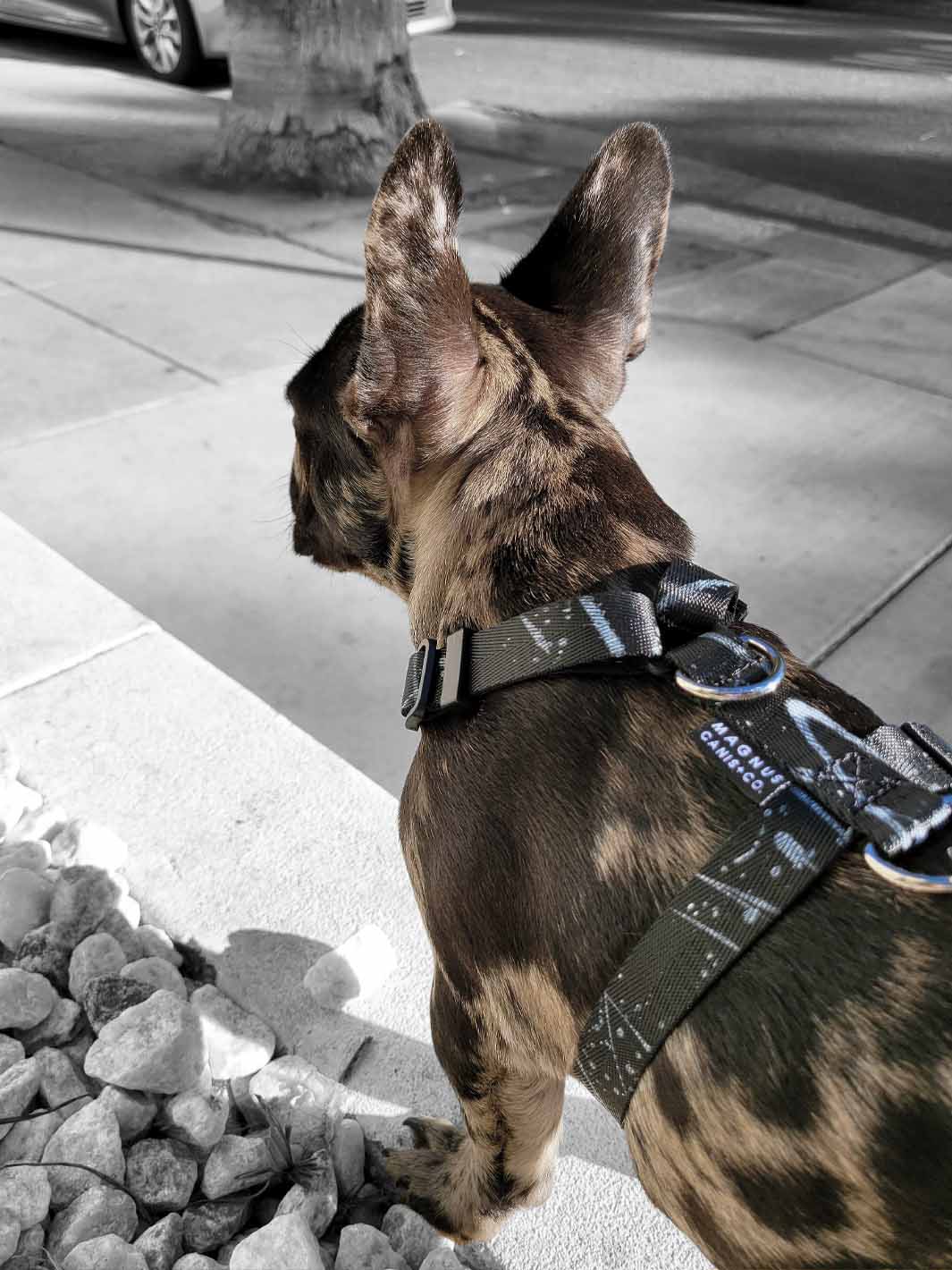 The WANDERLUXE Harness - 'SPATTER'