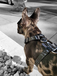 The WANDERLUXE Harness - 'SPATTER'