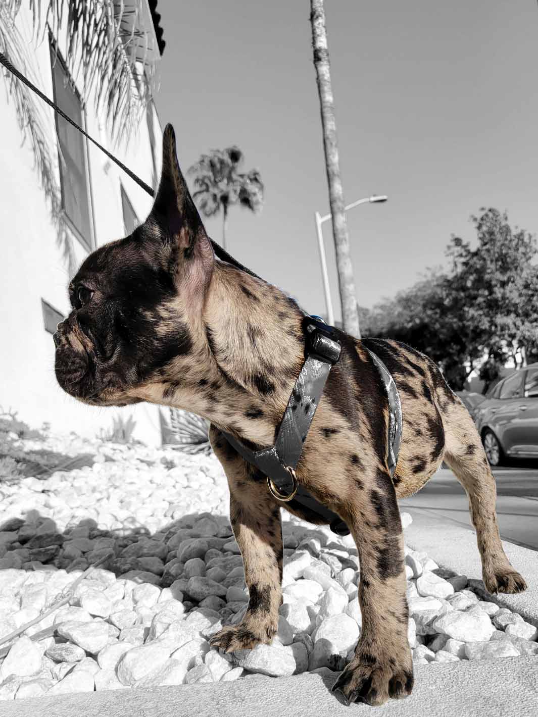 The WANDERLUXE Harness - 'SPATTER'