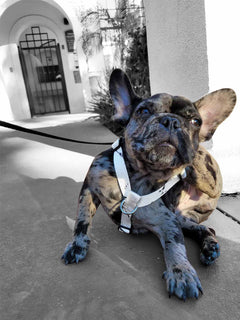 The WANDERLUXE Harness - 'SPATTER'