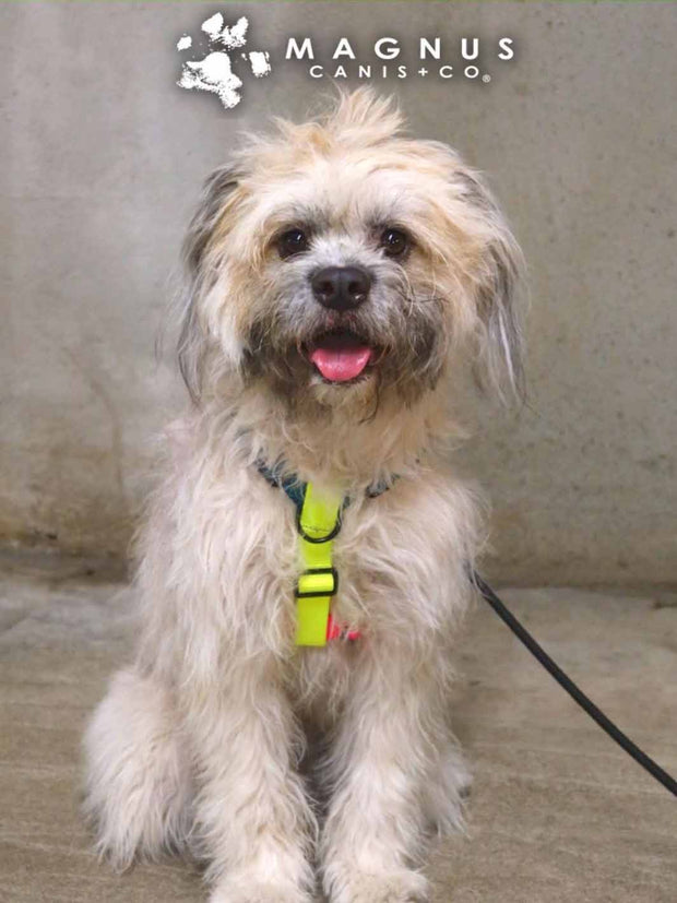 A silly fluffy mid sized dog breed wearing the MAGNUS Canis strutt harness in color neon jam.