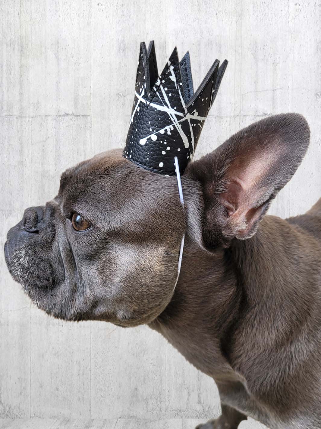 Cute frenchie wearing a fun patterned party crown by MAGNUS Canis.
