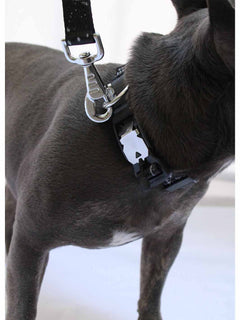 The neck of a 25 pound blue brindle dog wearing a black nylon dog collar with a magnetic buckle by MAGNUS Canis.