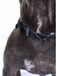 The FLEX Collar with Magnetic Buckle