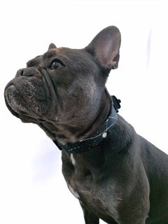 A 25 pound french bulldog wearing a black and white patterned nylon dog collar with a magnetic buckle by MAGNUS Canis.