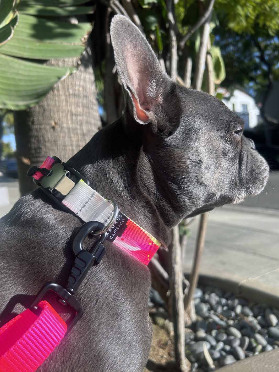 A cute blue frenchie wearing a MAGNUS Canis hand painted collar with magnetic buckle by MAGNUS Canis.