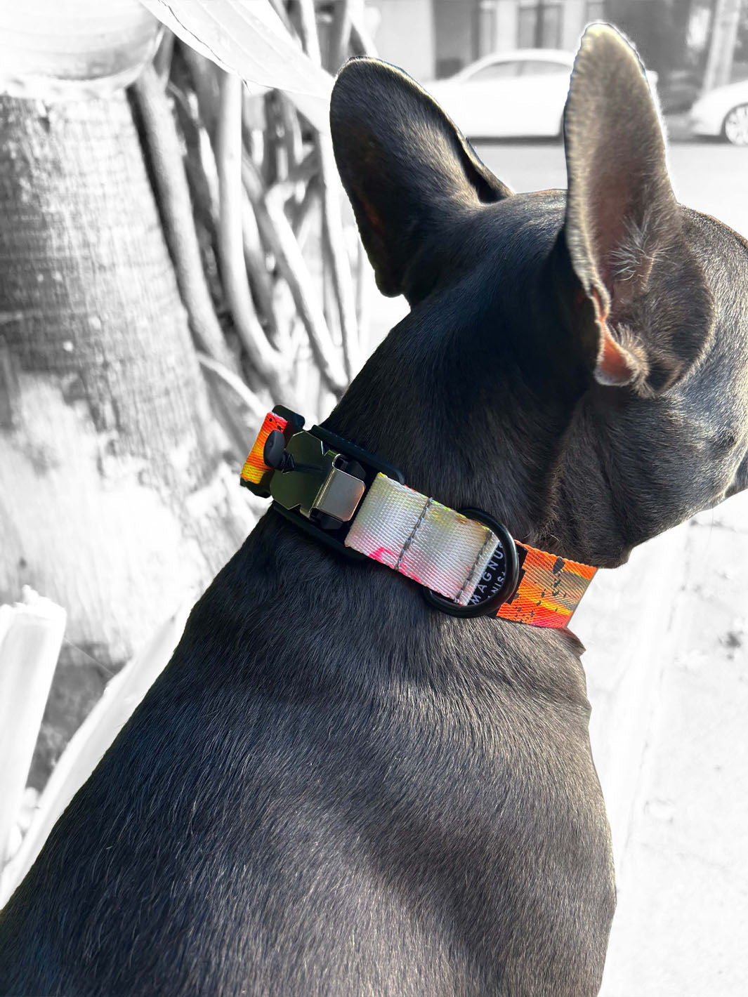 A french bulldog gazing across the street while wearing a hand painted dog collar with a magnetic buckle.