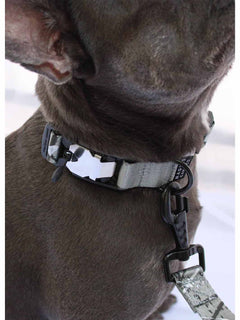 A close-up of the neck of a blue brindle dog wearing a silver nylon dog collar with a magnetic buckle by MAGNUS Canis.