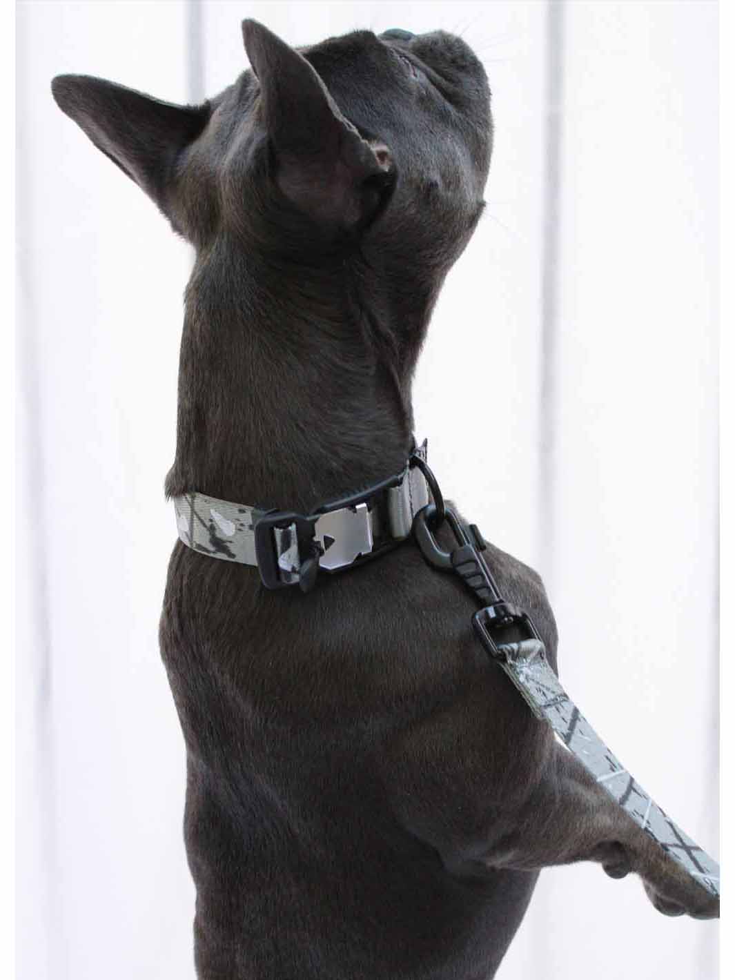 A blue frenchie wearing a silver nylon dog collar with a magnetic buckle by MAGNUS Canis.