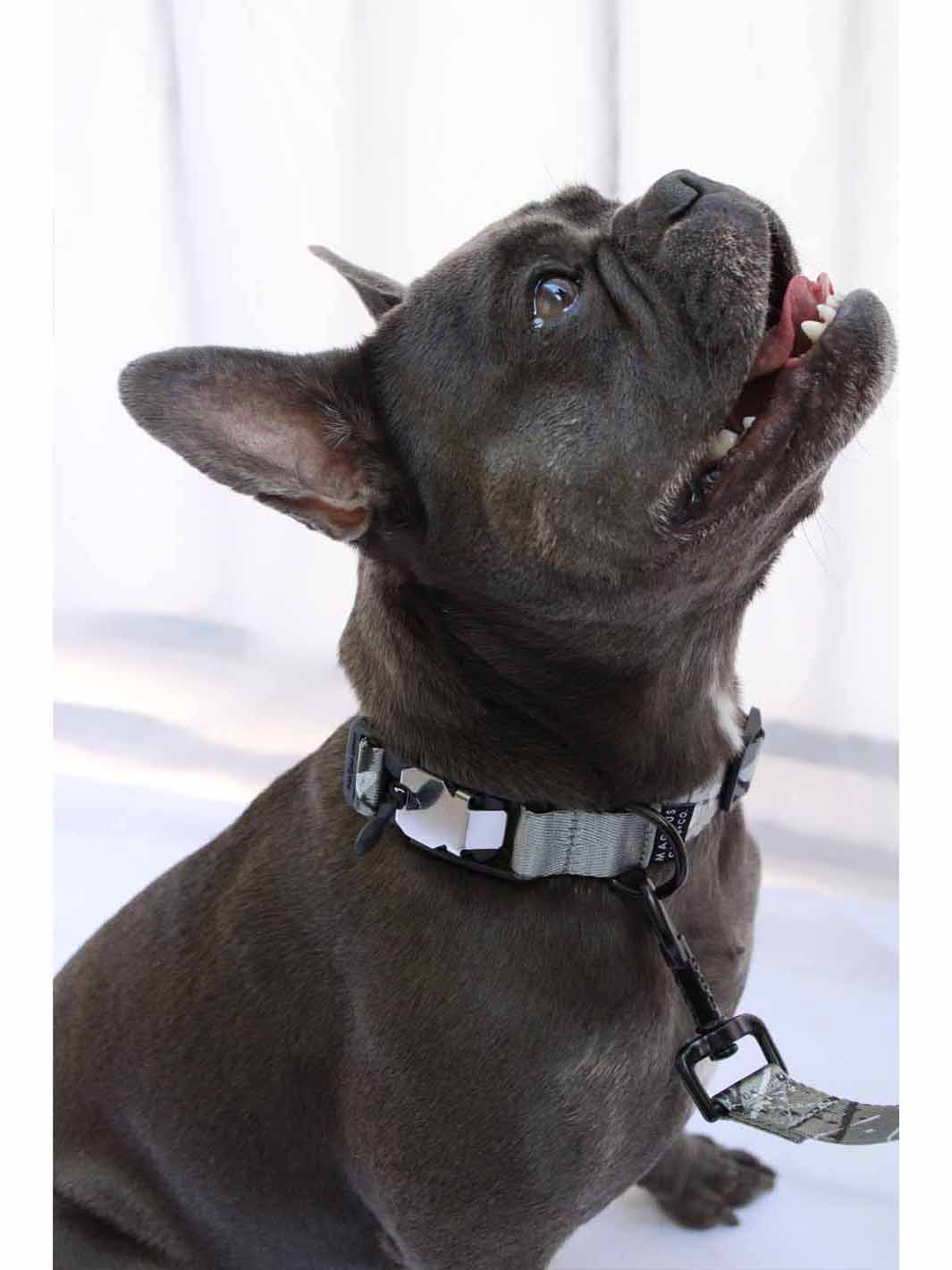 a cute french bulldog looking upward and wearing a MAGNUS Canis silver nylon dog collar with magnetic buckle.