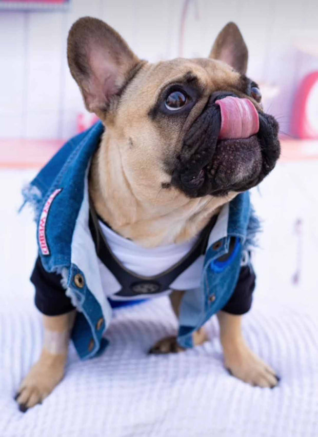 A fawn french bulldog licks his nose and is wearing the MAGNUS Canis tugger harness in black night..