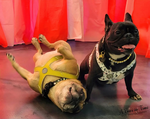 A masked fawn and a black frenchie play on a photoshoot while wearing MAGNUS Canis tugger harnesses.