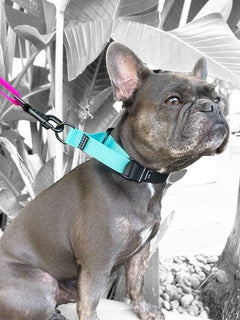 Blue frenchie wearing a black and light blue martingale collar by MAGNUS Canis.
