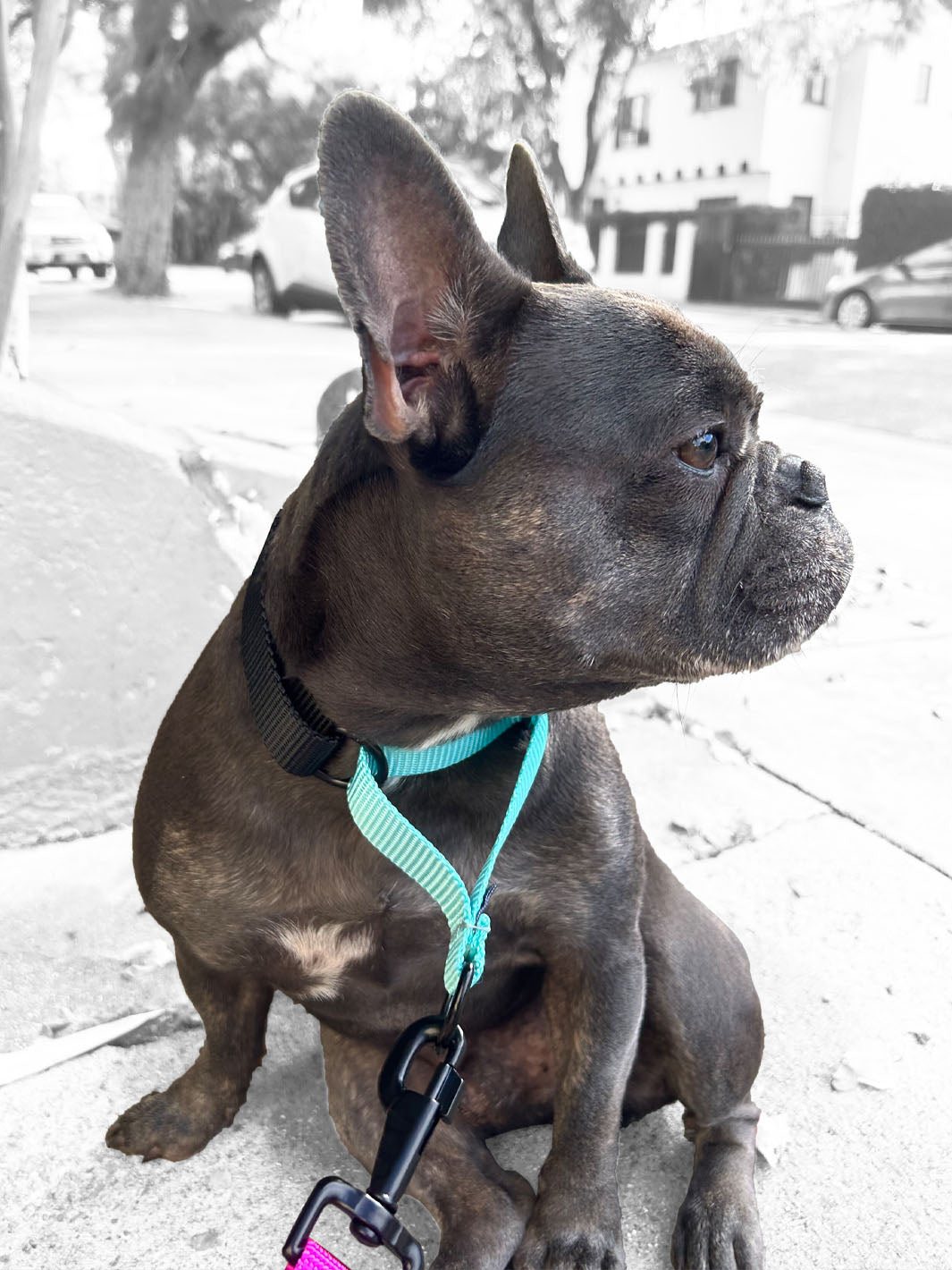 MAGNUS Canis martingale dog collar on a french bulldog.