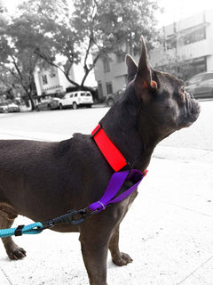 Cute french bulldog looking across the street and wearing a MAGNUS Canis martingale dog collar.