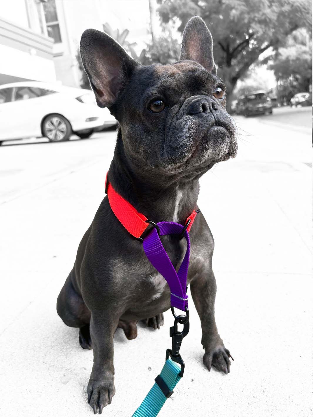 A french bulldog wearing an orange and purple MAGNUS Canis martingale dog collar.