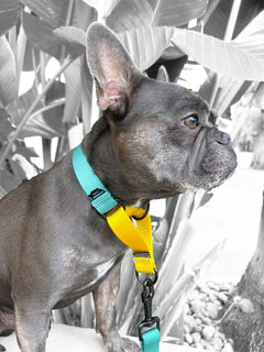French Bulldog wearing a light teal and yellow nylon strap martingale collar by MAGNUS Canis.
