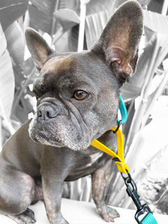 Frenchie wearing a MAGNUS Canis martingale dog collar in bright colors.