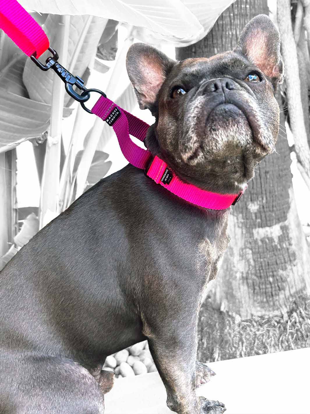 A blue brindle french bulldog turning its head and wearing a MAGNUS Canis martingale dog collar.