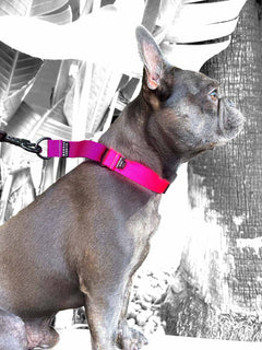 A cute french bulldog wearing a neon pink and purple MAGNUS Canis martingale dog collar.