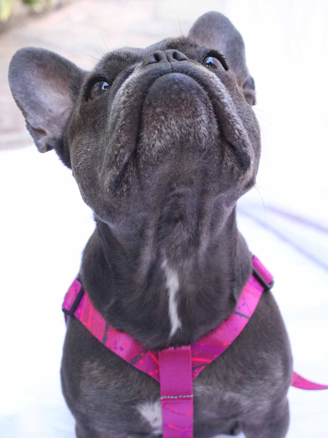 Cute frenchie looking to the sky and wearing a dog harness by MAGNUS Canis.