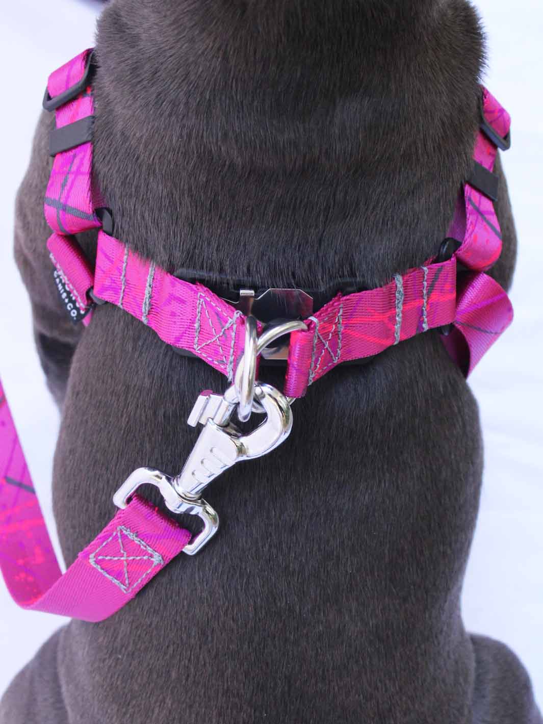The magnetic buckle on the strutt frenchie harness by MAGNUS Canis.