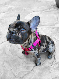 Merle frenchie puppy in a MAGNUS Canis dog harness.