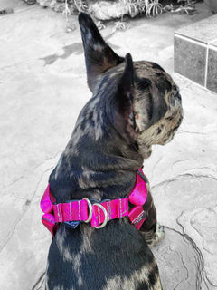 French bulldog puppy wearing a MAGNUS Canis french bulldog harness.
